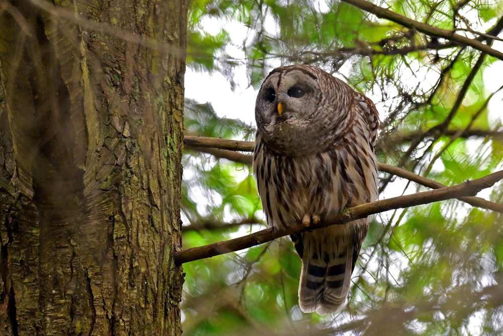 Barred Owl Barred Owl